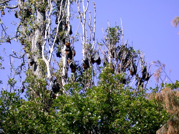 Flying Foxes